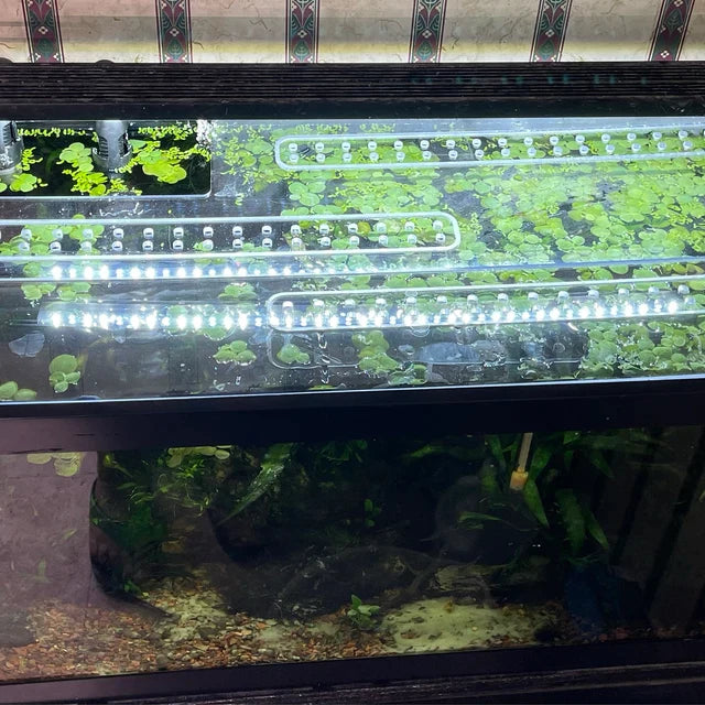 Clear Lid for TopFin® Tanks All Sizes