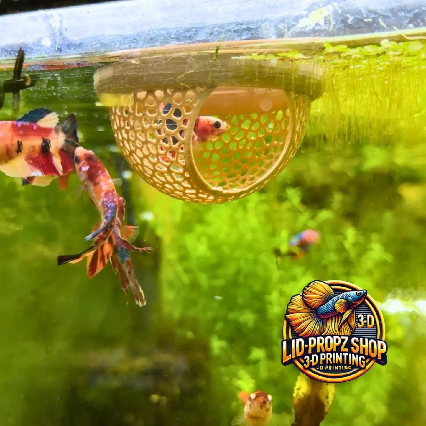 Floating Betta Hide: Create a Stress-Free, Natural Resting Spot for Your Betta Fish with This Perfect Aquarium Accessory