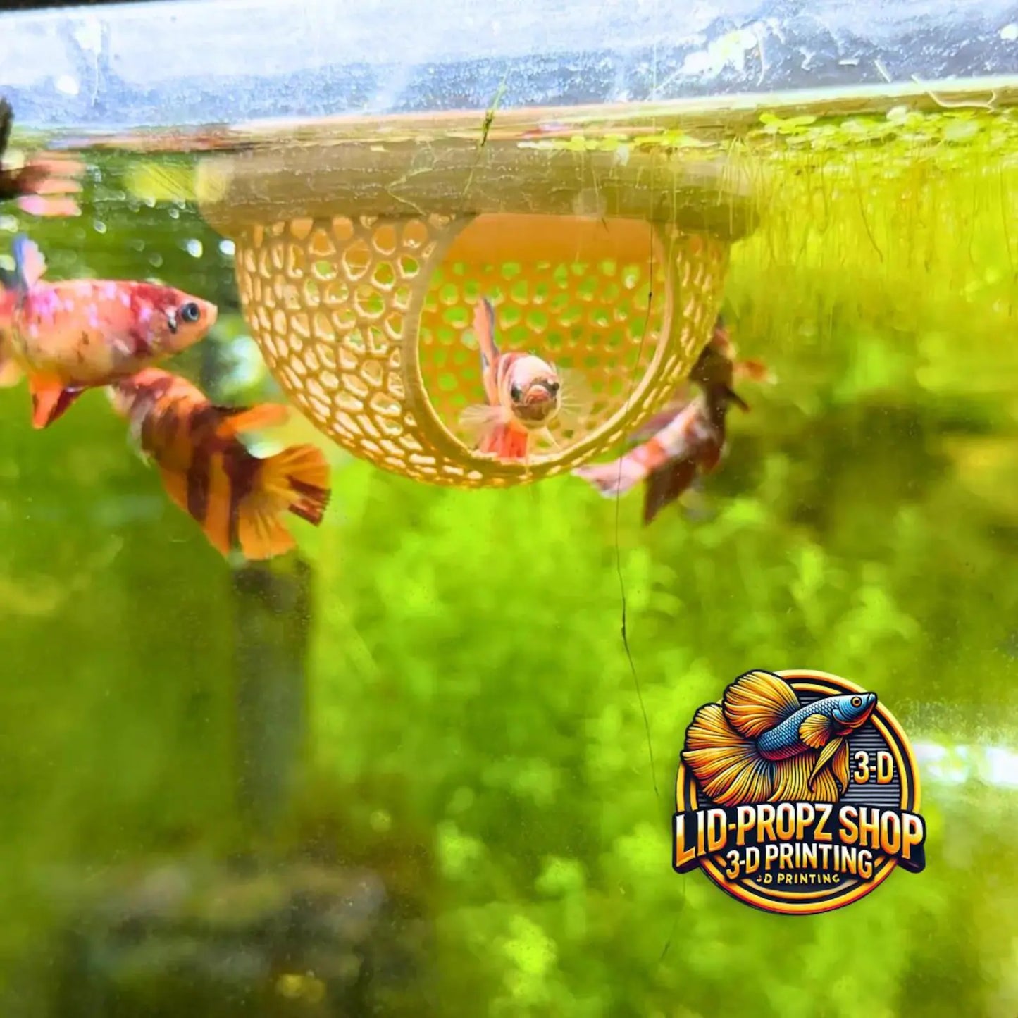 Floating Betta Hide: Create a Stress-Free, Natural Resting Spot for Your Betta Fish with This Perfect Aquarium Accessory