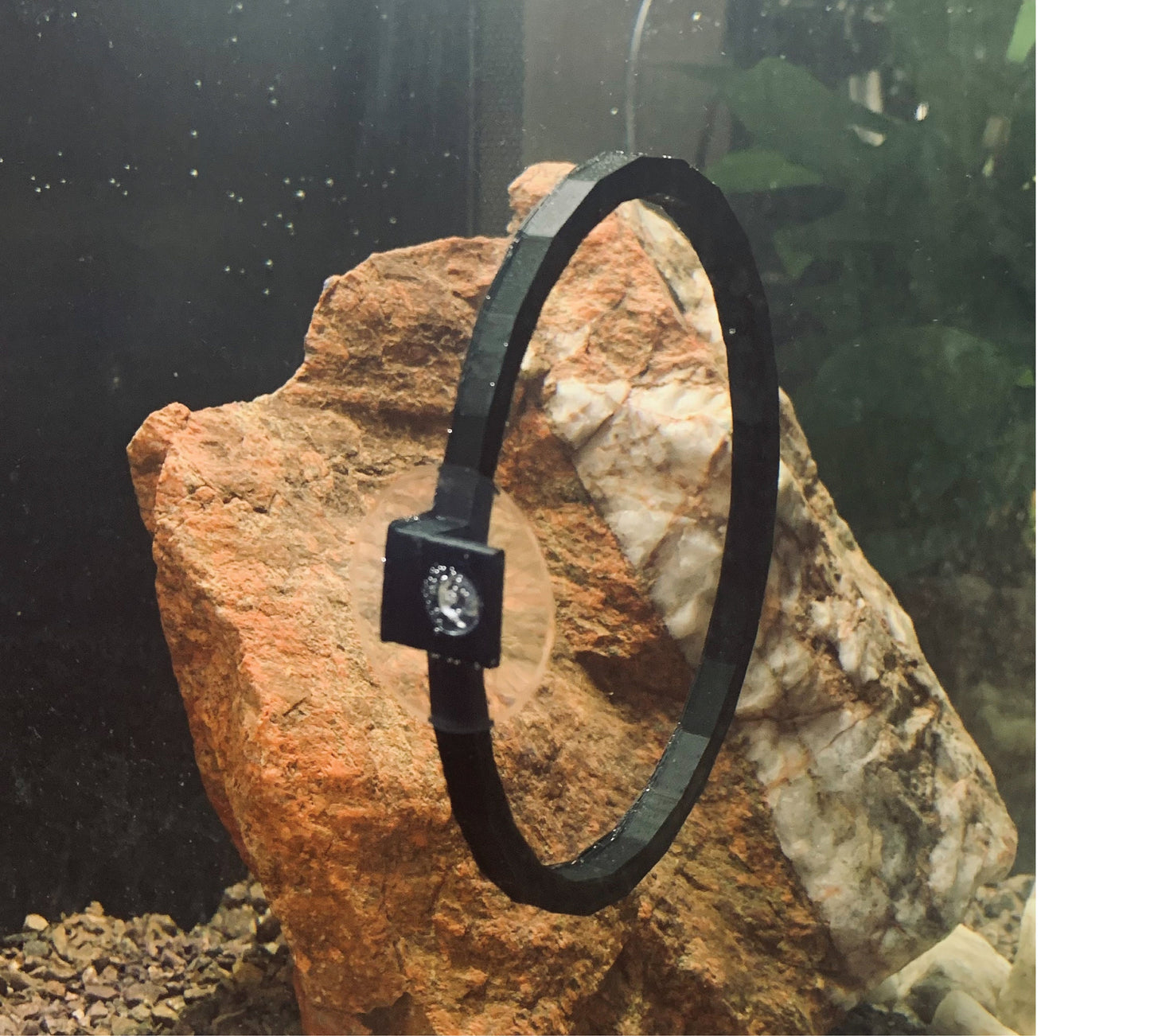 LARGE betta ring. Bigger betta ring. Not so smart bettas