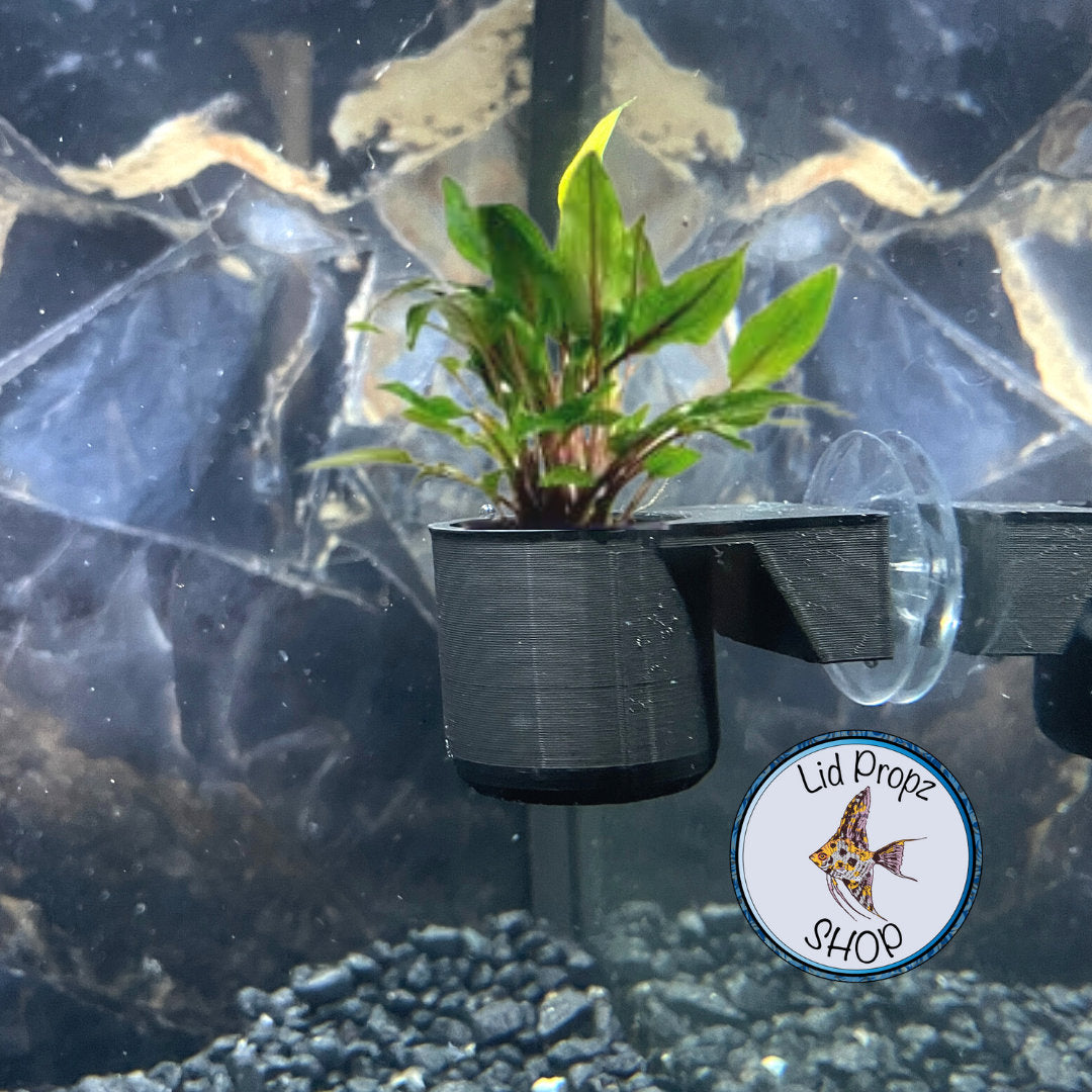 Plant holder 1"x2", Small Foreground Plants, Easy Beginner Plants