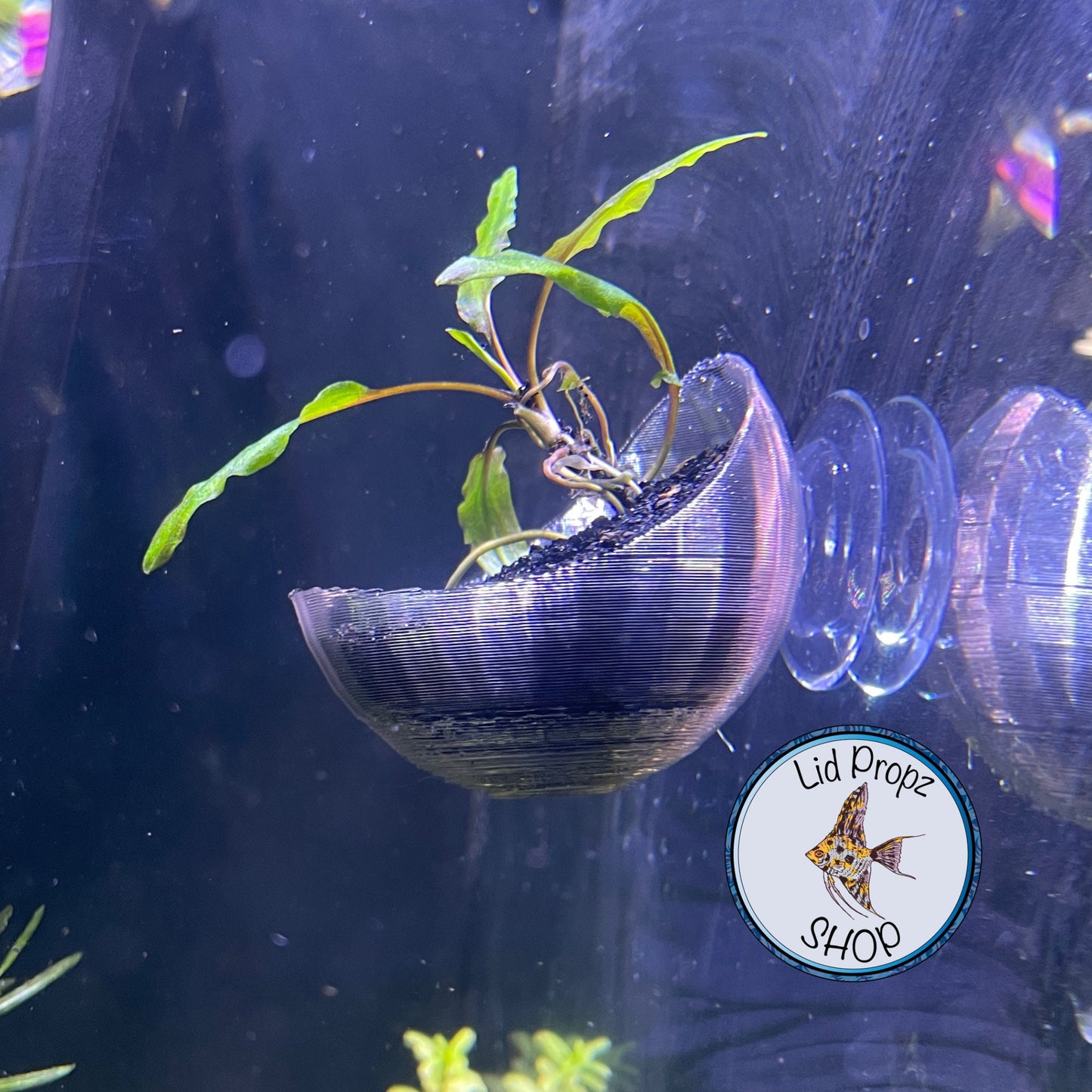 Pothos - Holder, Aquaponics Aquarium, Wondering Dude, and many other plants. Nitrate Reducer!