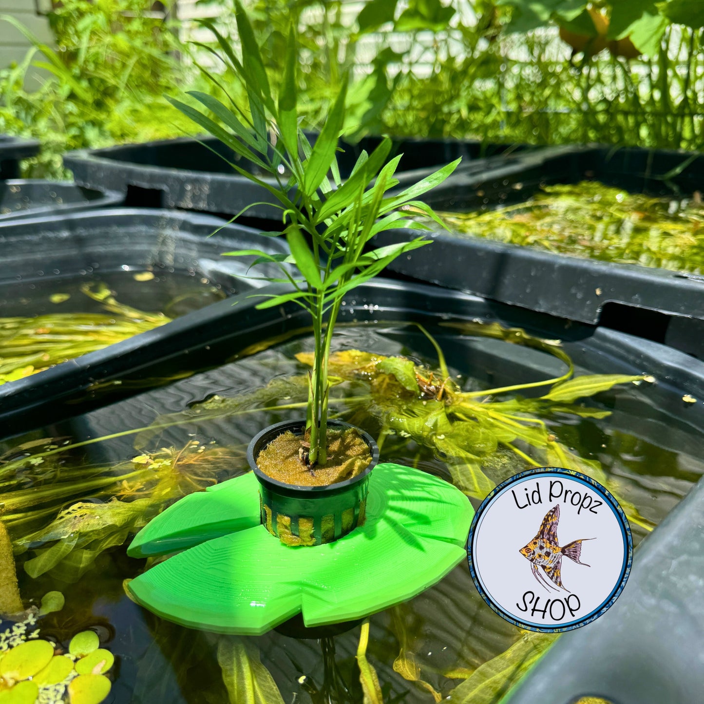 Aquaponics Lily Pot Holder 1" With Bella Palm Plant. Grows On Top. Great for Pothos, Wondering Dude, and many other plants. Nitrate Reducer!