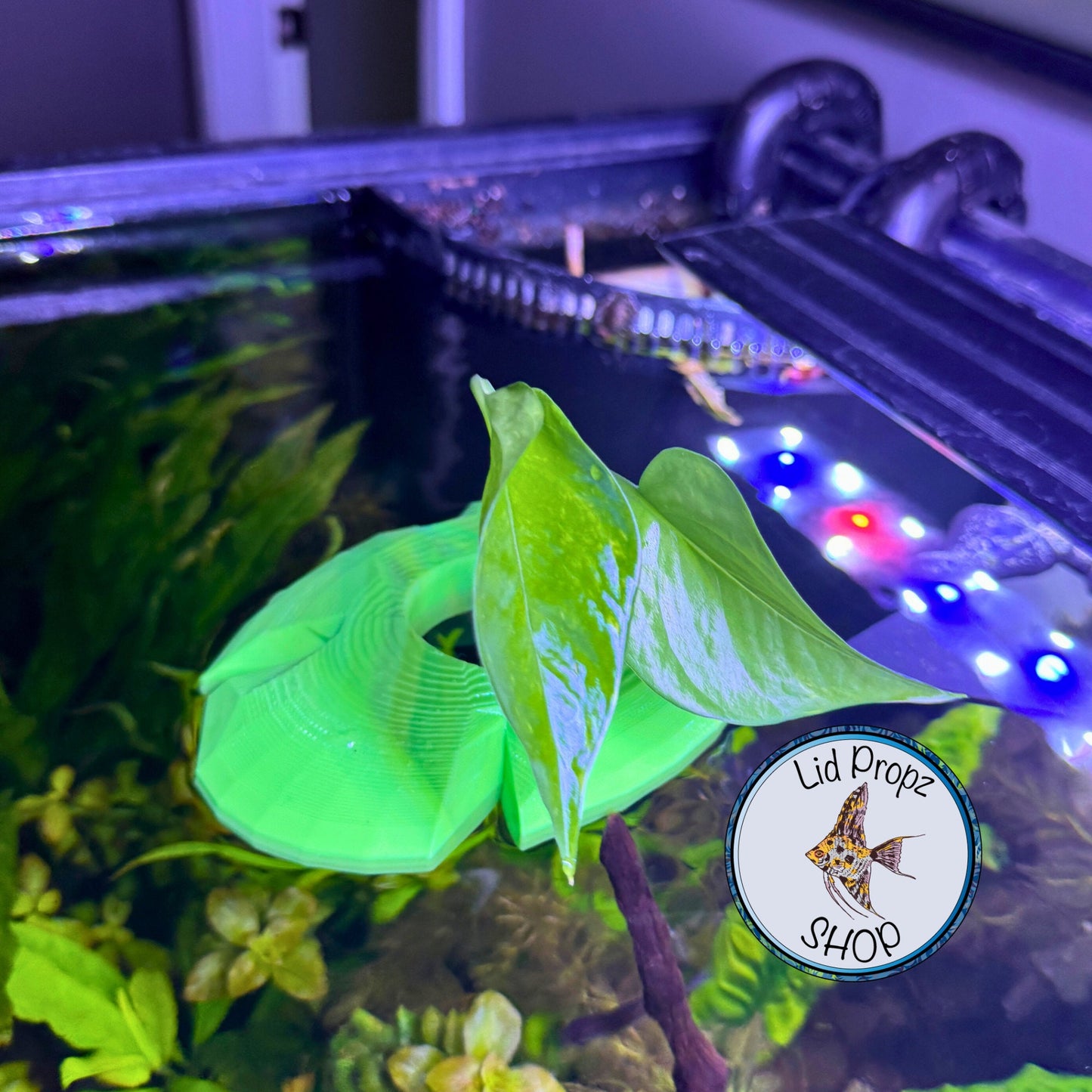Aquaponics Lily Pot Holder 1" With Bella Palm Plant. Grows On Top. Great for Pothos, Wondering Dude, and many other plants. Nitrate Reducer!