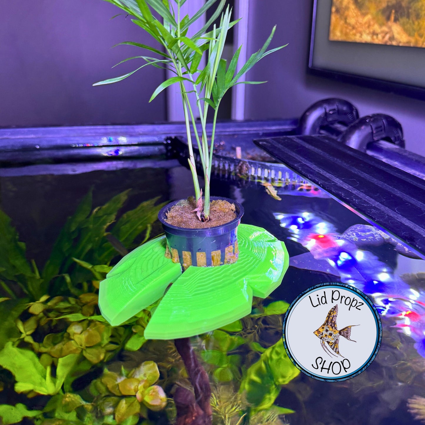 Aquaponics Lily Pot Holder 1" With Bella Palm Plant. Grows On Top. Great for Pothos, Wondering Dude, and many other plants. Nitrate Reducer!