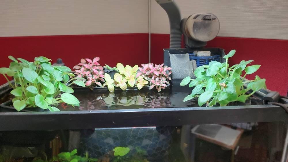 Pothos - Holder, CLIP ON, Aquaponics Aquarium, Wondering Dude, and many other plants. Nitrate Reducer!