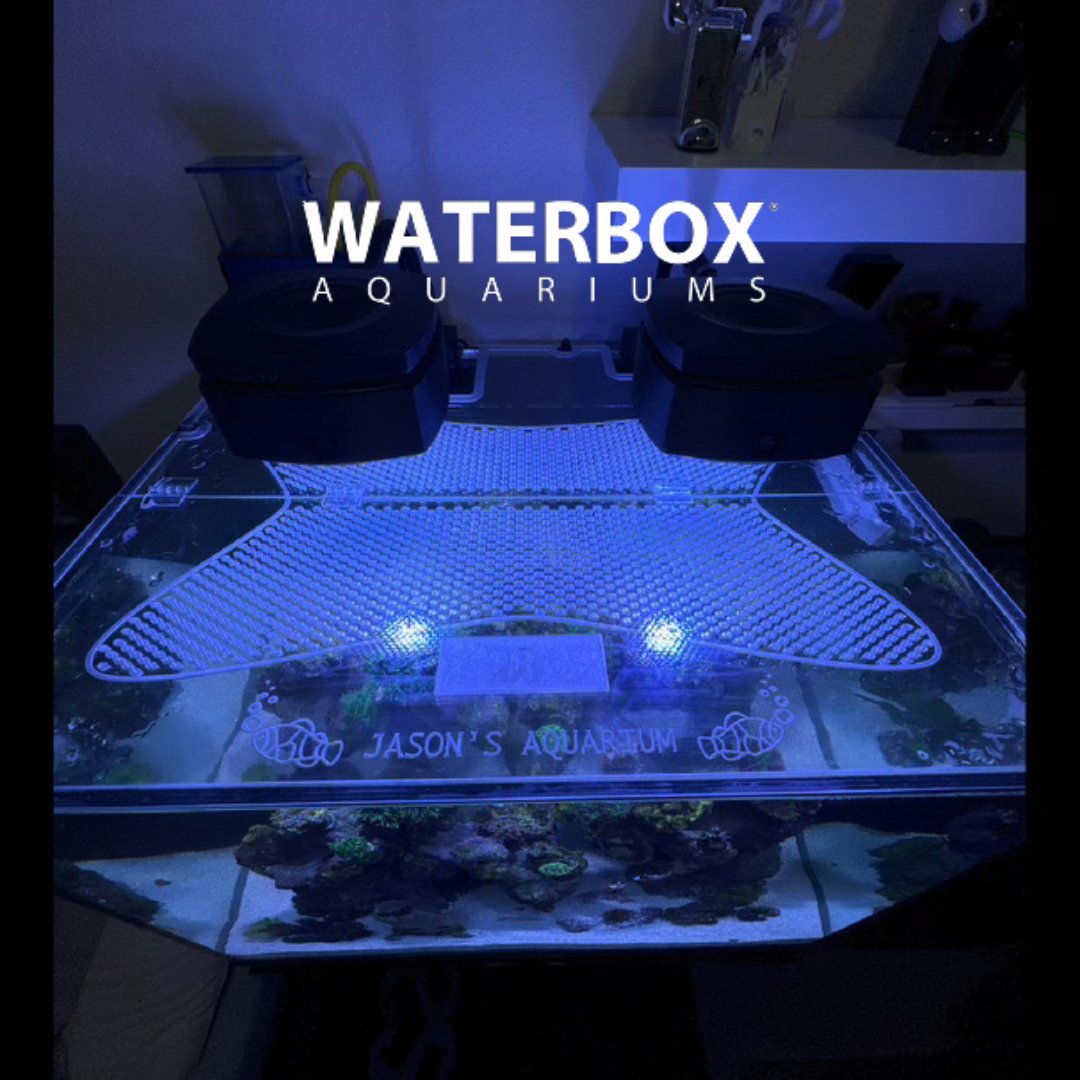 Fish Tank Lid Rim Best Aquarium Lids, Crystal Clear and Durable – Walter Lids