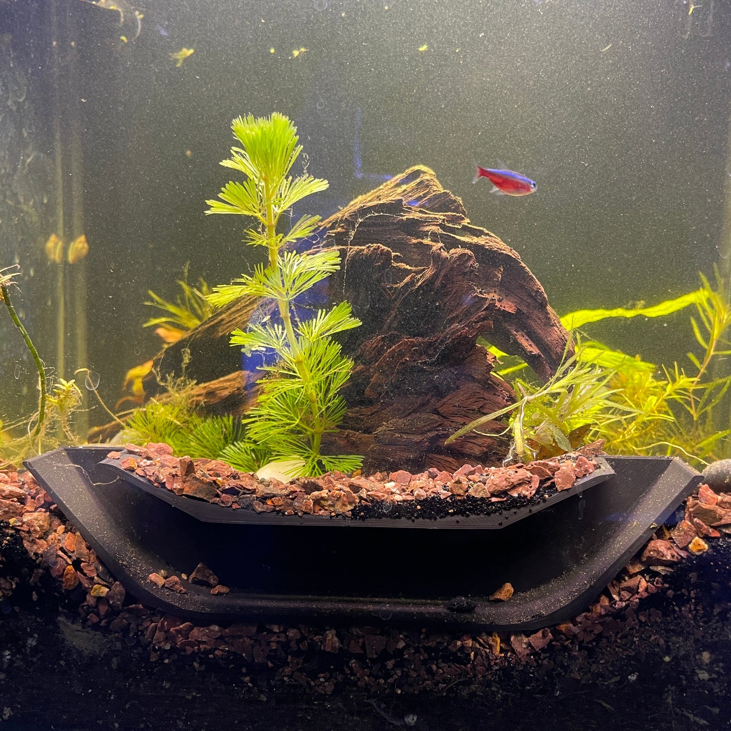 Cute Fish Tunnel – Underground Hide for Cory Catfish, Shrimp, Kuhli Loaches, and More