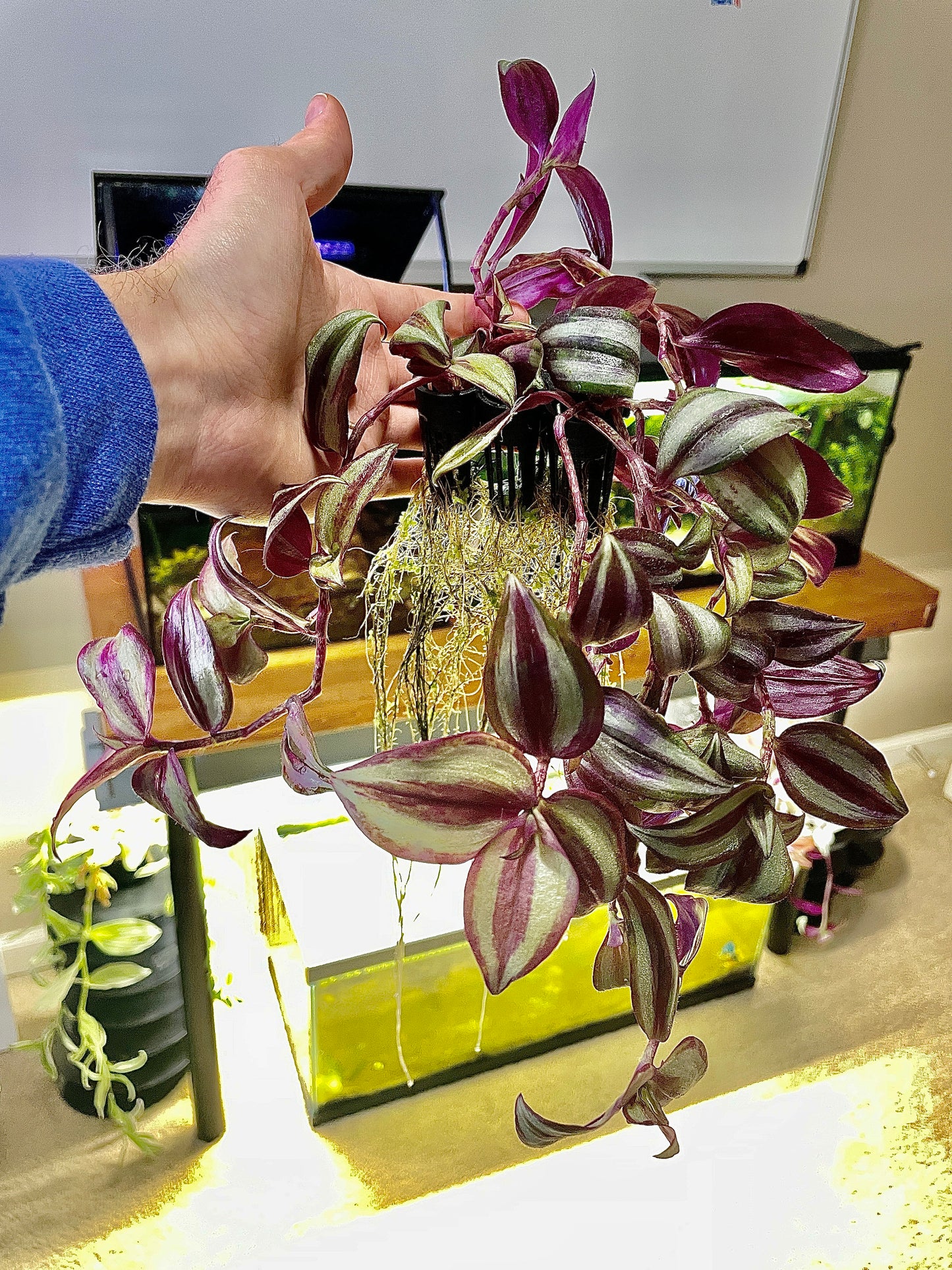 Close-up of a triple plant holder showing three round planting cups and a strong suction cup. Made of gray aquarium-safe plastic. Supports stem cuttings securely for easy rooting in freshwater tanks.