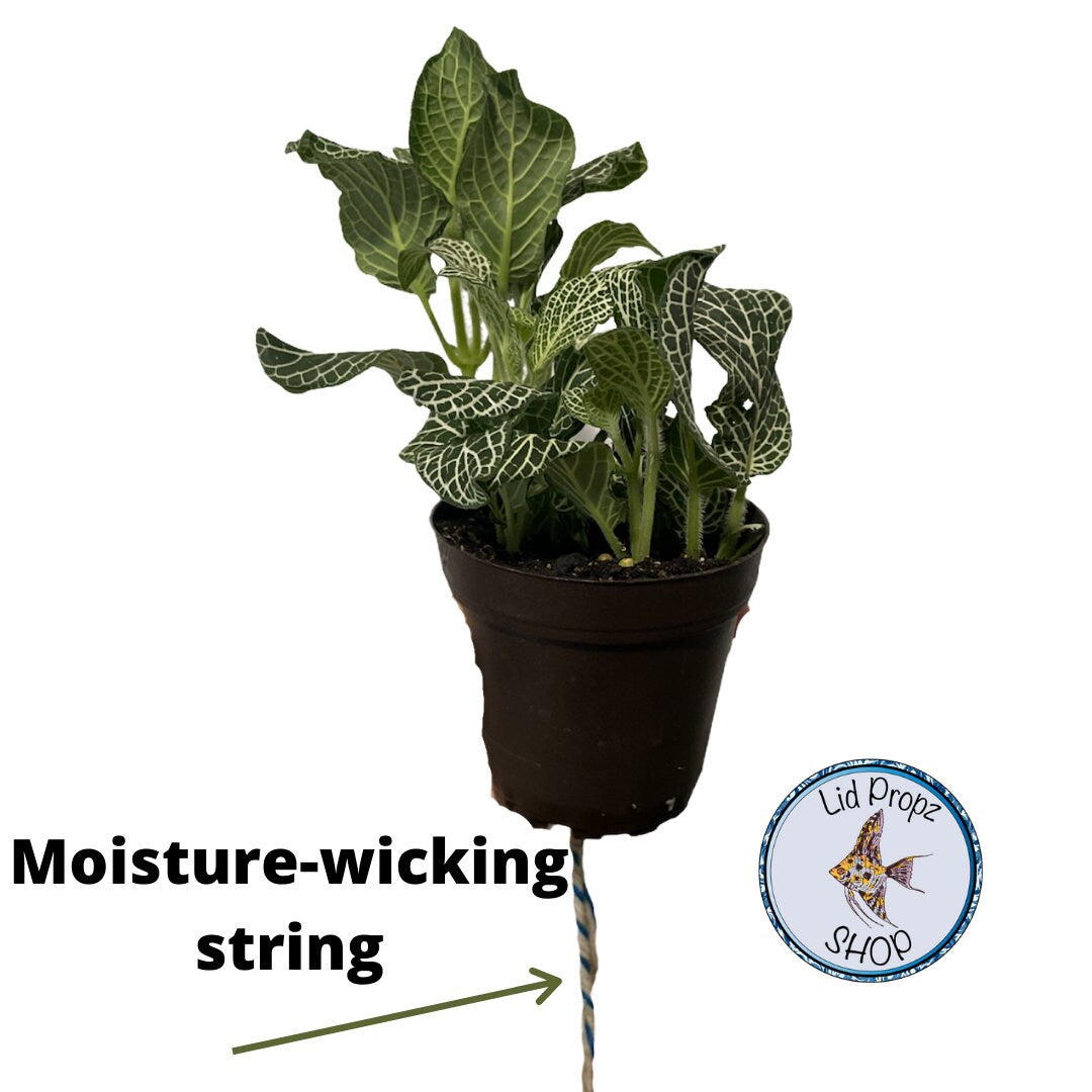 1 quart plant pot holder for aquariums. Common plants and aquaponics