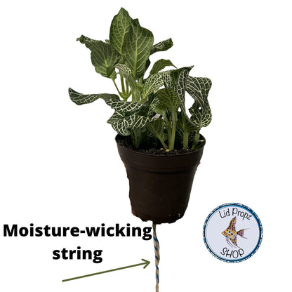 1 quart plant pot holder for aquariums. Common plants and aquaponics