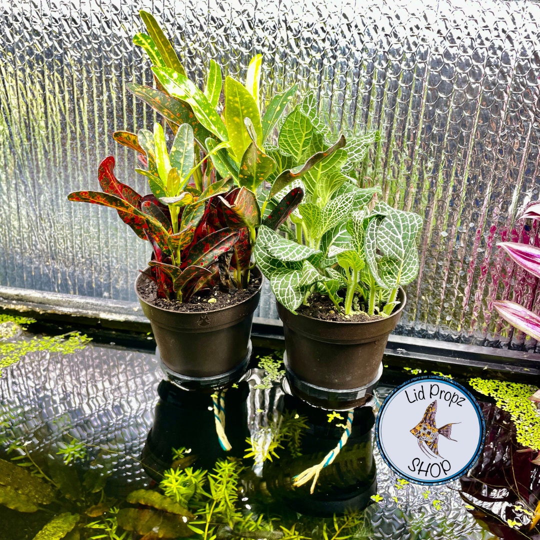 1 quart plant pot holder for aquariums. Common plants and aquaponics