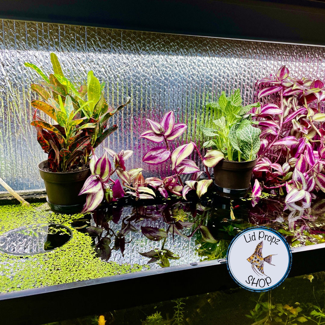 1 quart plant pot holder for aquariums. Common plants and aquaponics