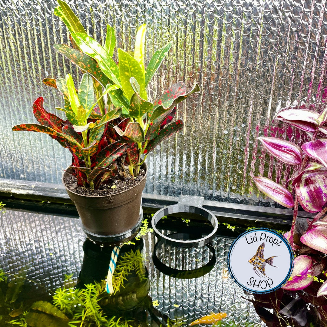 1 quart plant pot holder for aquariums. Common plants and aquaponics