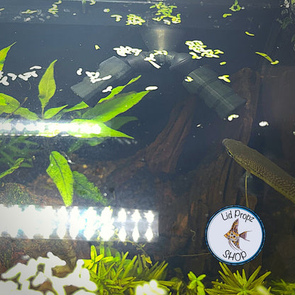 Random Flow Generating Nozzle, SET OF 2,  Fluval EVO, Fluval Flex 9 & 15 Gal.