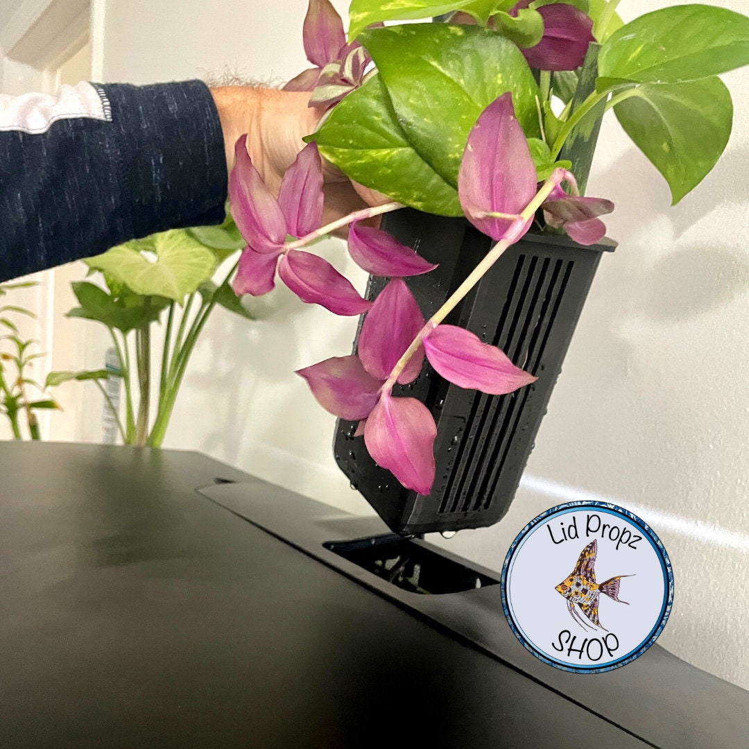 Close-up of aquaponic insert showing a clean fit into the filter chamber. Plant roots extend into water, promoting natural filtration.