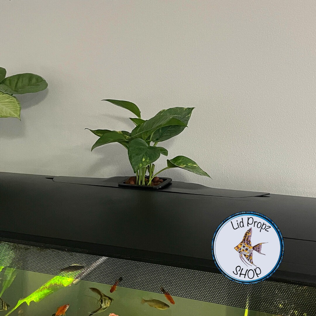Fluval Flex aquarium with houseplant growing from aquaponic insert. Enhances aesthetics while improving water quality.