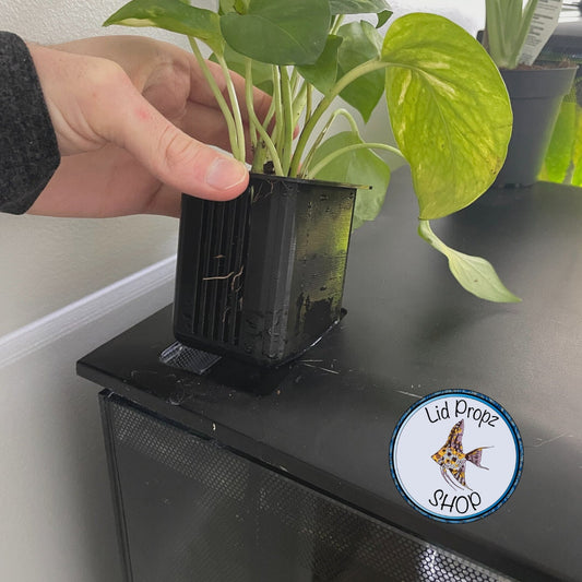 Aquaponic insert placed in the back of a Fluval Flex tank. A pothos plant grows from it with roots submerged in the water to reduce nitrates.