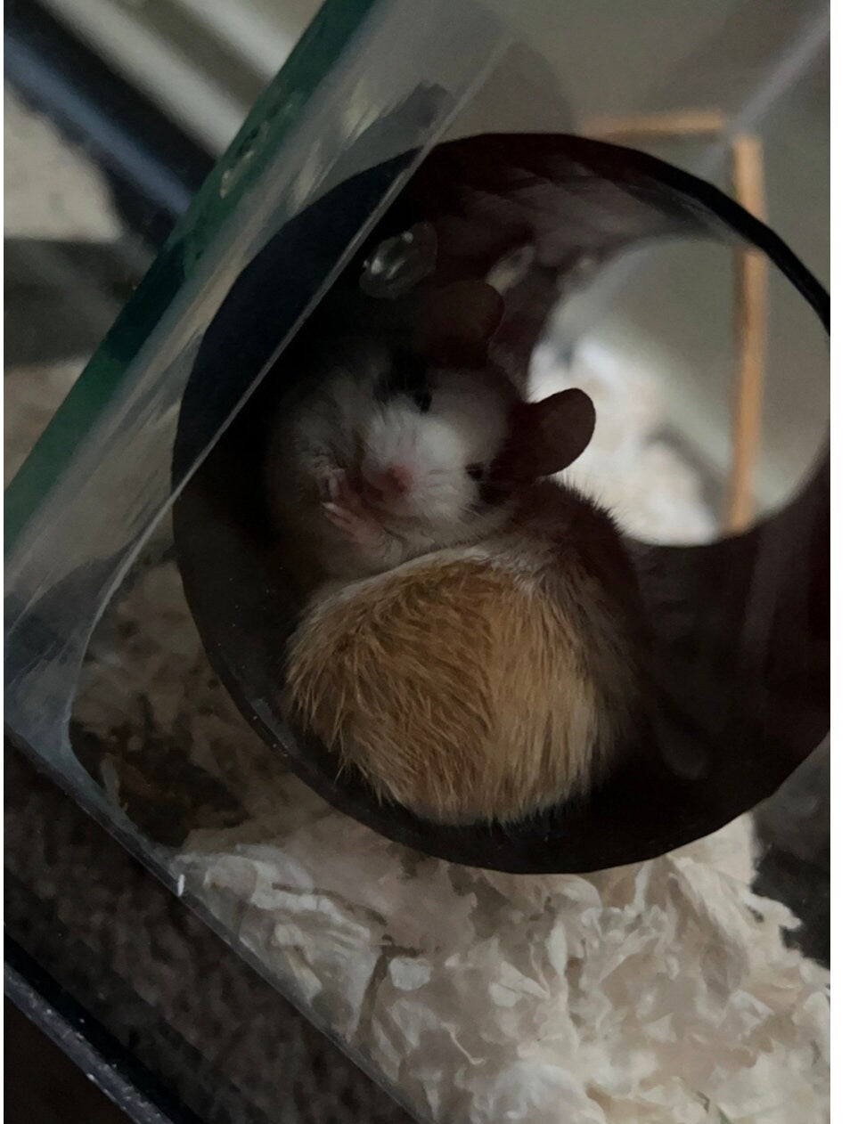 Mousy Relaxation Tube For Critters, Pet mice, Pet Hamster, Food Grade Plastics, Three Suction Tubes 7 Inches Long