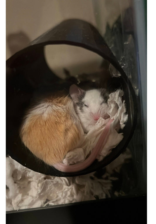 Mousy Relaxation Tube For Critters, Pet mice, Pet Hamster, Food Grade Plastics, Three Suction Tubes 7 Inches Long