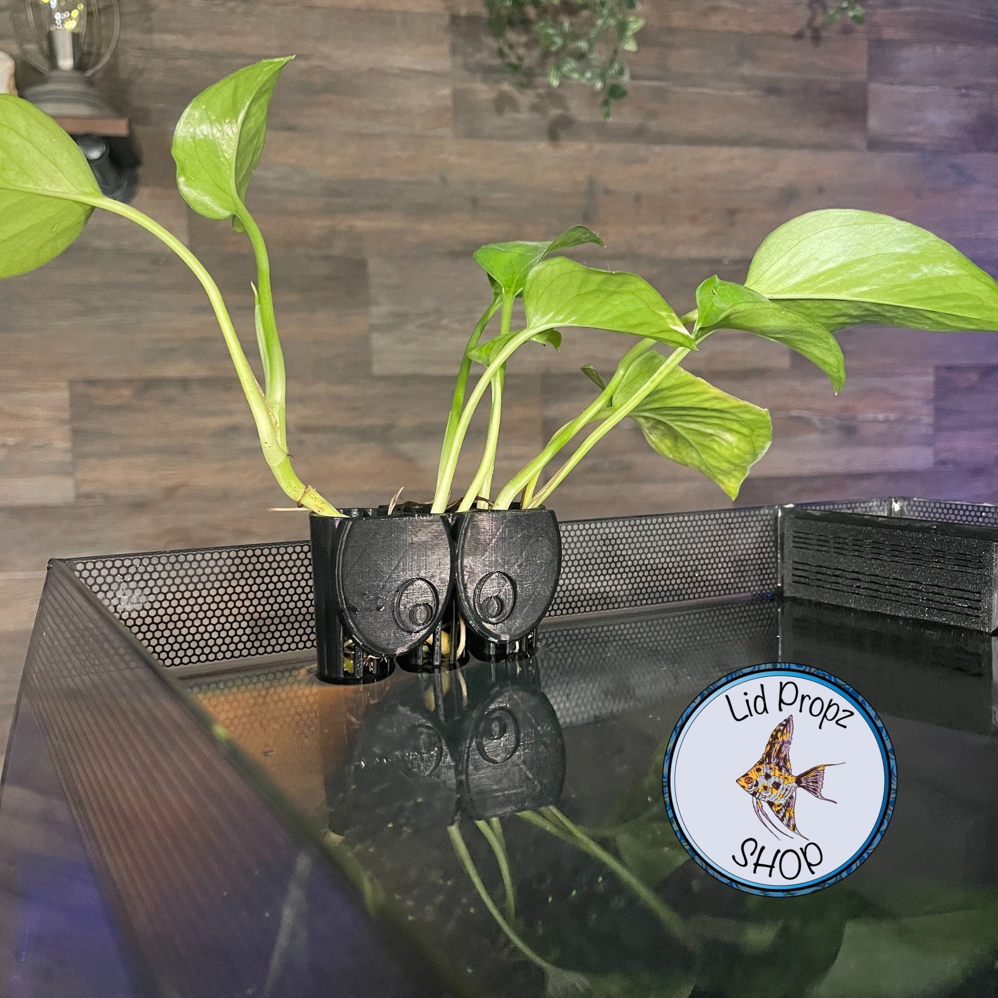 pothos aquarium holder I'M WATCHING YOU! Plant Holder 1" Plant Opening, Great for Pothos, Won – Walter Lids