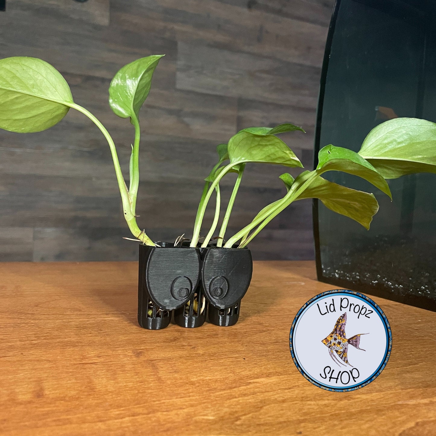 I'M WATCHING YOU! Plant Holder 1" Plant Opening, Great for Pothos, Wondering Dude, and many other plants. Nitrate Reducer!