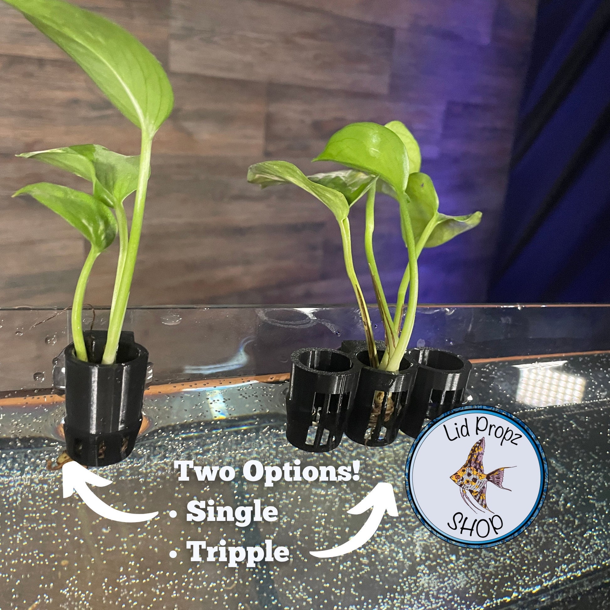 Image showing a Triple Aquarium Plant Clipping Holder securely mounted to the glass side of a freshwater aquarium. The holder features three individual circular sections arranged in a row, each designed to hold a separate plant clipping or stem. Each section is approximately 1 inch in diameter and 2 inches deep, offering enough space to stabilize aquatic plants during propagation. The strong central suction cup is clearly visible, anchoring the holder in place