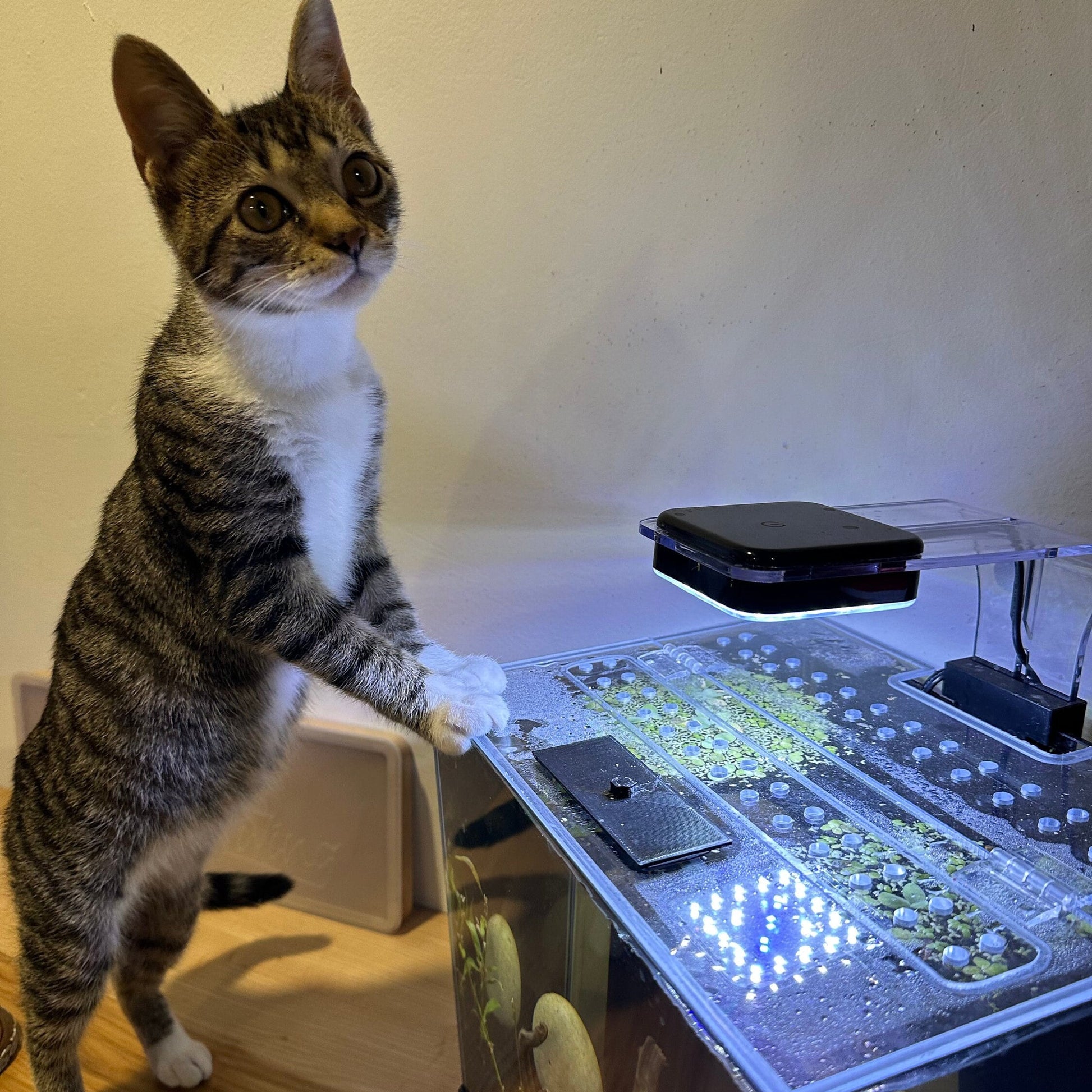 Enhance the safety and security of your aquatic world with our Cat-Proof Clear Lids designed specifically for AQUATOP PCS-5GC PISCES 5 Gallon Nano Cube.