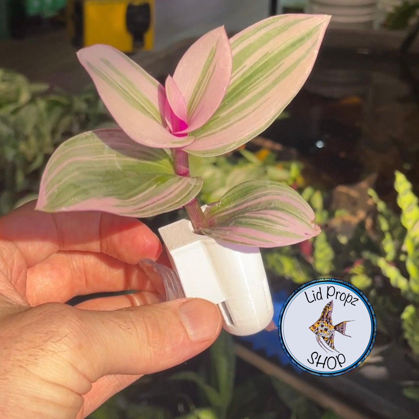 Triple Aquarium Plant Clipping Holder – 3-Section Suction Cup Propagation Station for Stronger Growth & Natural Nitrate Reduction Aquaponics