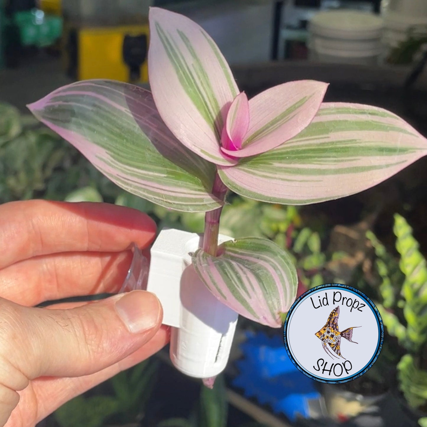 Triple Aquarium Plant Clipping Holder – 3-Section Suction Cup Propagation Station for Stronger Growth & Natural Nitrate Reduction Aquaponics