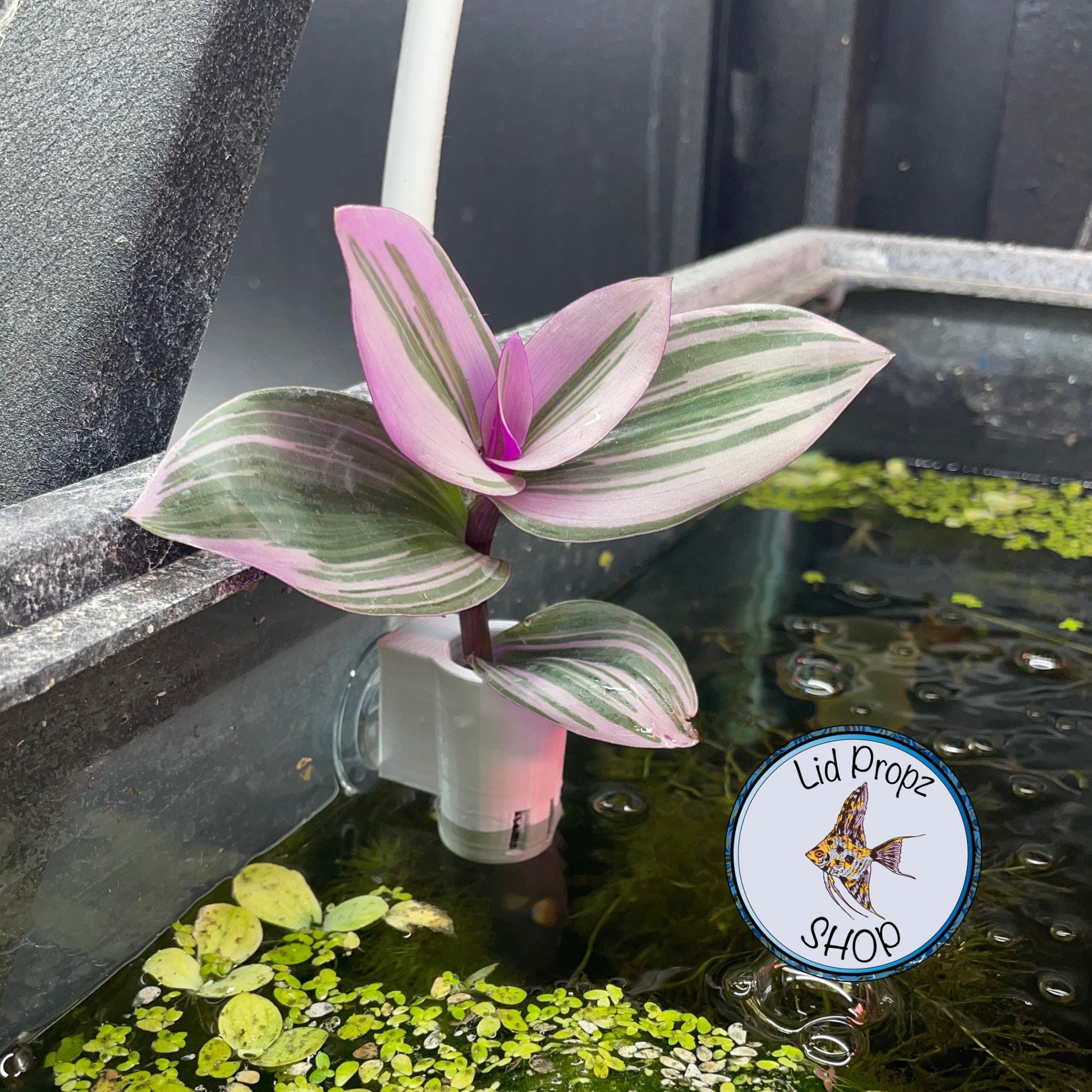 May include: A pink and green striped plant growing in a fish tank with a suction cup plant holder. The plant is growing out of the tank and the suction cup is attached to the side of the tank. The tank is filled with water and there are green plants growing in the bottom of the tank.Triple aquarium plant clipping holder with three planting sections attached to the side of a glass tank. Each section holds a plant stem upright with water flowing through side vents. Ideal for propagation, nitrate