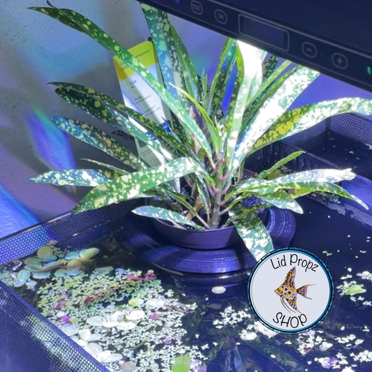 Plant Holder, Potted Plants, Aquaponics Aquarium, Wondering Dude, and many other plants. Nitrate Reducer!
