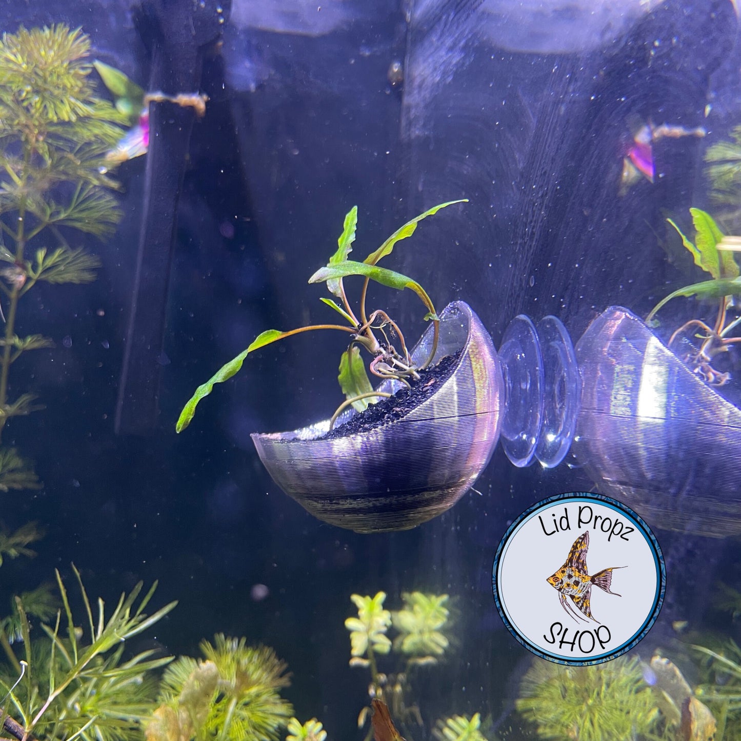Pothos - Holder, Aquaponics Aquarium, Wondering Dude, and many other plants. Nitrate Reducer!