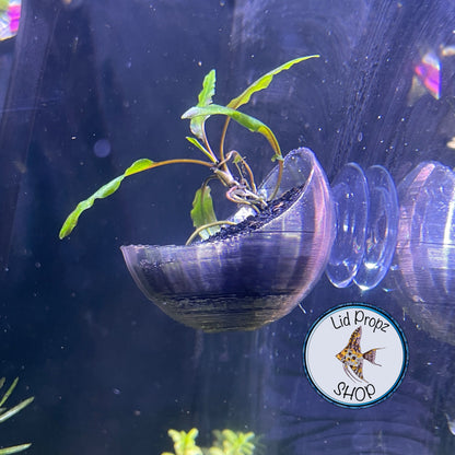 Pothos - Holder, Aquaponics Aquarium, Wondering Dude, and many other plants. Nitrate Reducer!
