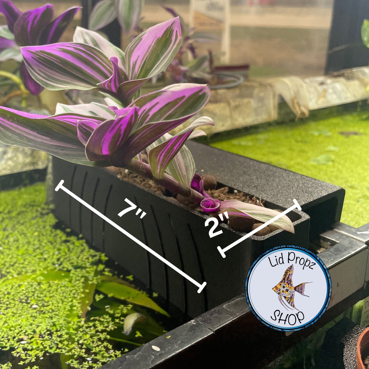 Aquarium Plant Holder Clip & Large Aquaponic Plant Box – Naturally Reduce Nitrates and Beautify Your Tank with Houseplants Plant Box Large.