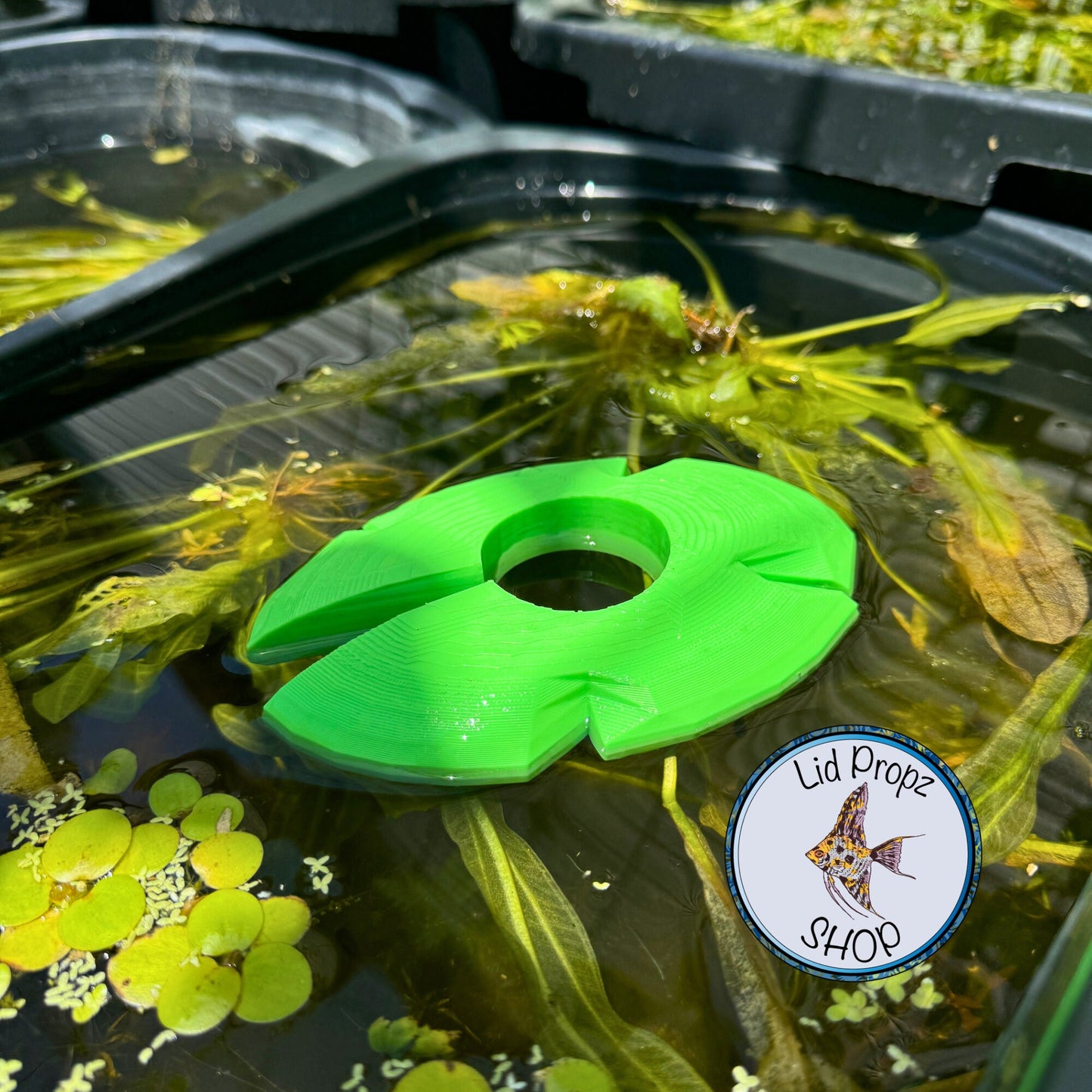 Aquaponics Lily Pot Holder 1" With Bella Palm Plant. Grows On Top. Great for Pothos, Wondering Dude, and many other plants. Nitrate Reducer!