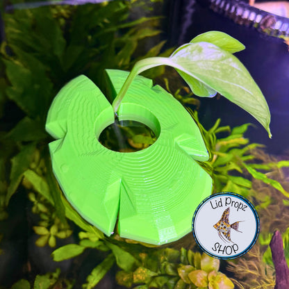 Aquaponics Lily Pot Holder 1" With Bella Palm Plant. Grows On Top. Great for Pothos, Wondering Dude, and many other plants. Nitrate Reducer!