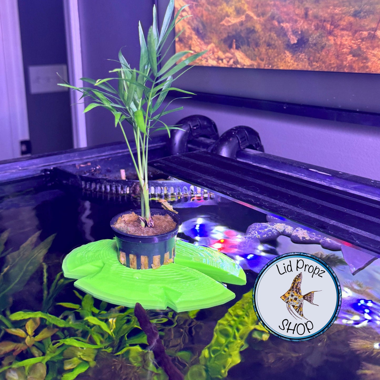 Aquaponics Lily Pot Holder 1" With Bella Palm Plant. Grows On Top. Great for Pothos, Wondering Dude, and many other plants. Nitrate Reducer!