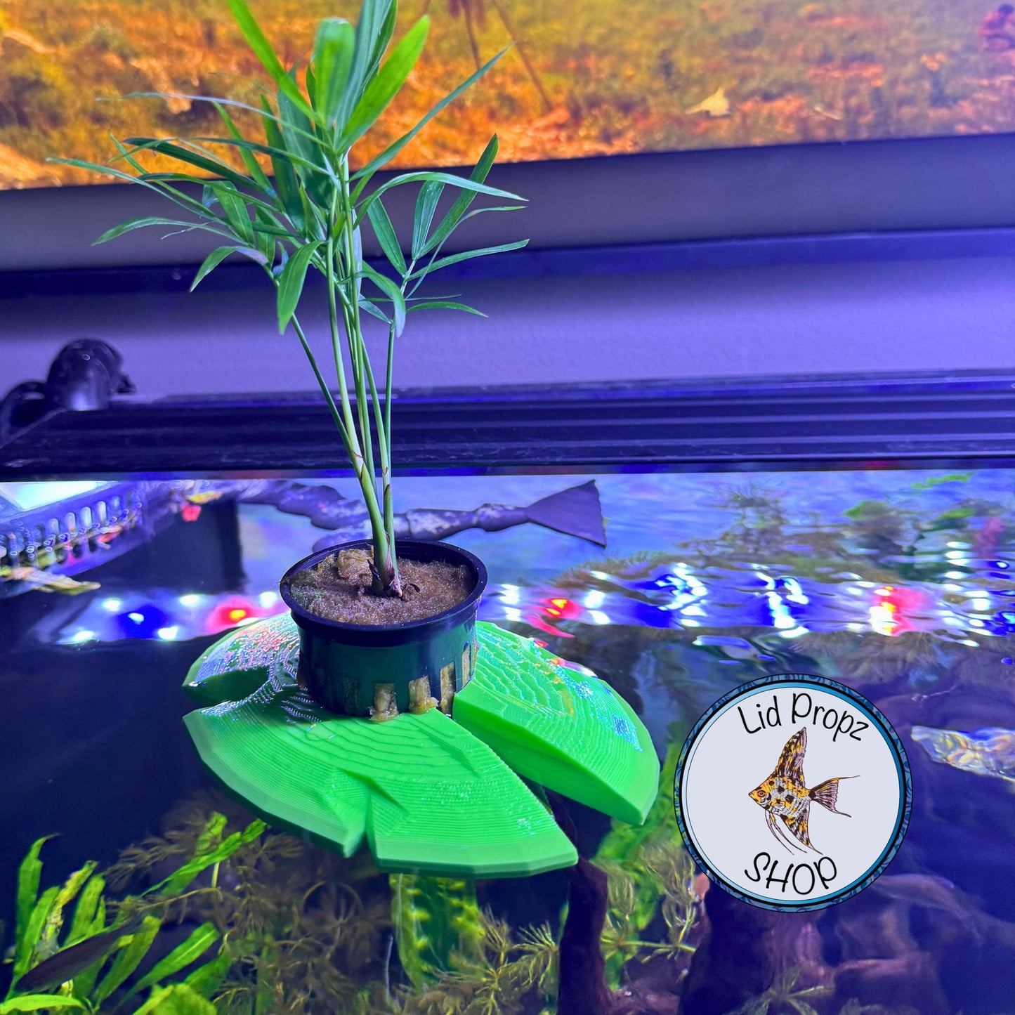 Aquaponics Lily Pot Holder 1" With Bella Palm Plant. Grows On Top. Great for Pothos, Wondering Dude, and many other plants. Nitrate Reducer!
