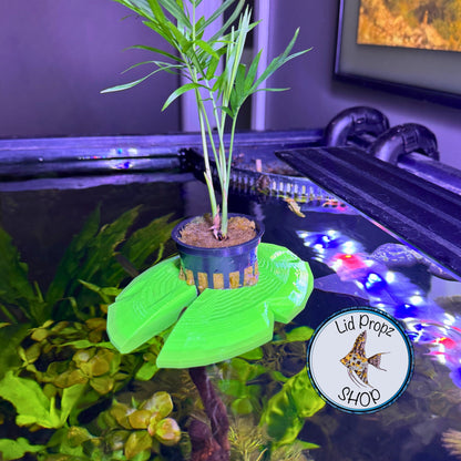 Aquaponics Lily Pot Holder 1" With Bella Palm Plant. Grows On Top. Great for Pothos, Wondering Dude, and many other plants. Nitrate Reducer!