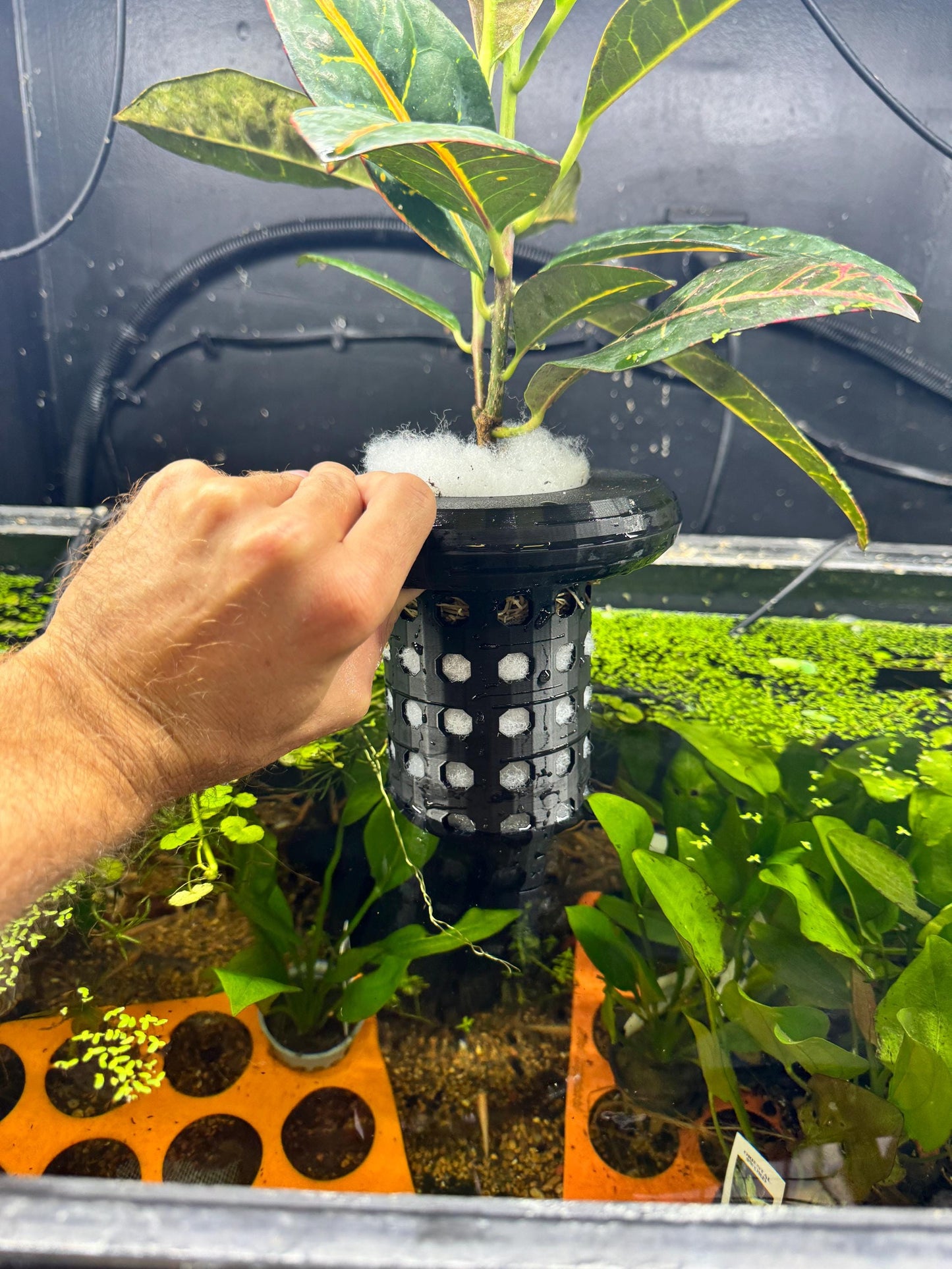 Aquaponics Floating Plant Holder. Grows On Top. Great for Pothos, Wondering Dude, and many other plants. Nitrate Reducer!