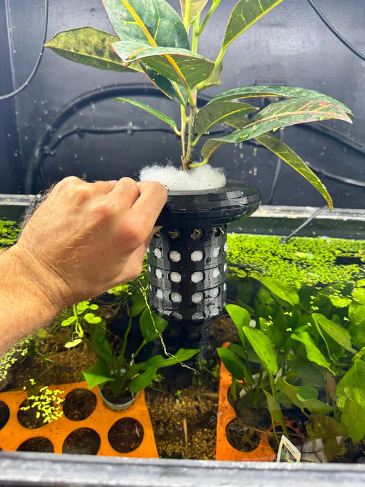 Aquaponics Floating Plant Holder. Grows On Top. Great for Pothos, Wondering Dude, and many other plants. Nitrate Reducer!