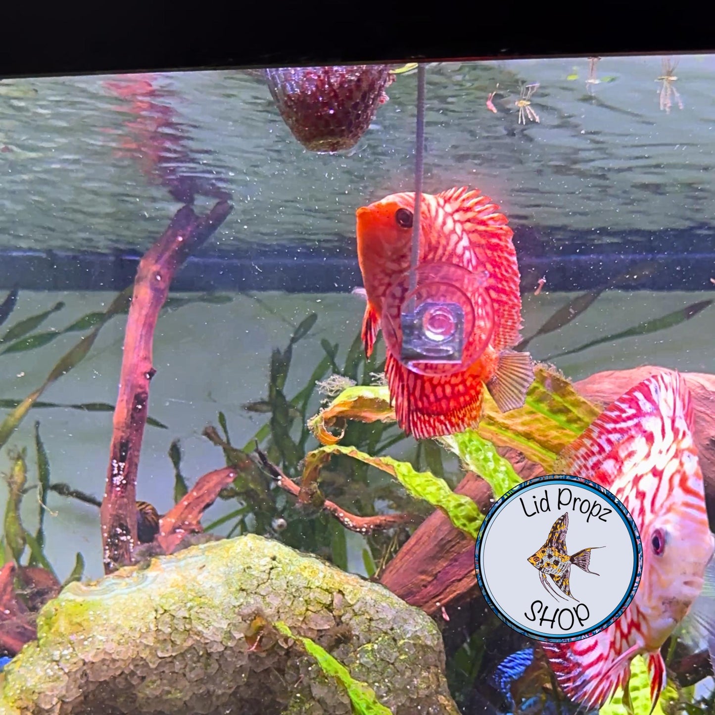 Slow Feeding Cone Feeder – Perfect for Discus Fish & Clean Aquariums! Cone Worm Feeder, Frozen Food Feeder. Floating Or Stationary