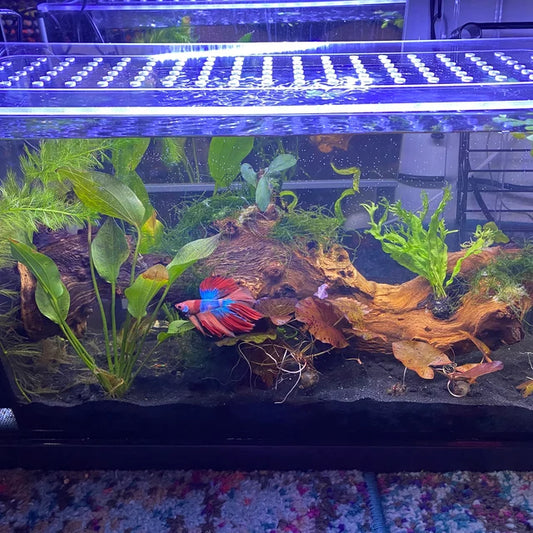 Lid For Fluval Spec® 3